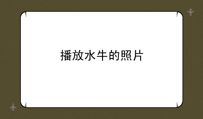 播放水牛的照片